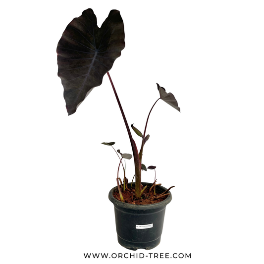 Alocasia Black Magic - Buy Orchids Plants Online by Orchid-Tree.com