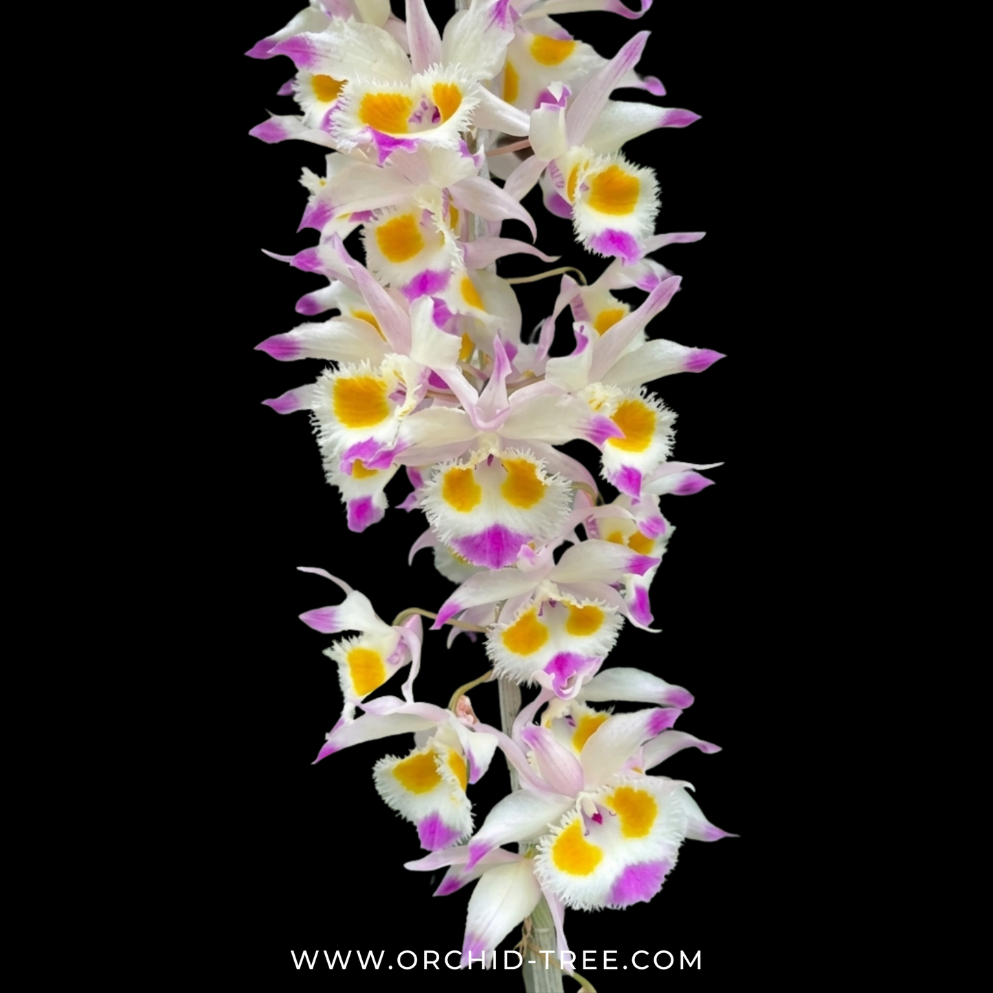 Dendrobium devonianum Sp. Orchid Plant - BS - Buy Orchids Plants Online by Orchid-Tree.com