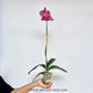Phalaenopsis Sunshine Coast Orchid Plant - FF