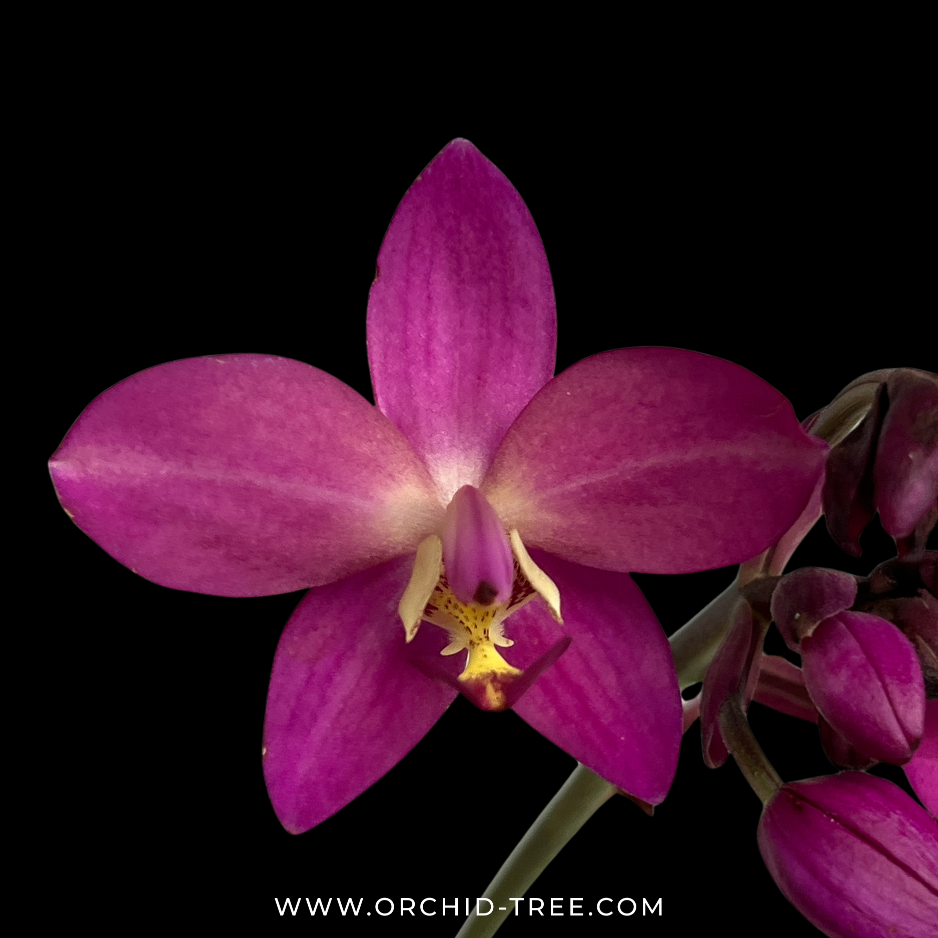 Spathoglottis Fancy Orchid Plant - FF - Buy Orchids Plants Online by Orchid-Tree.com