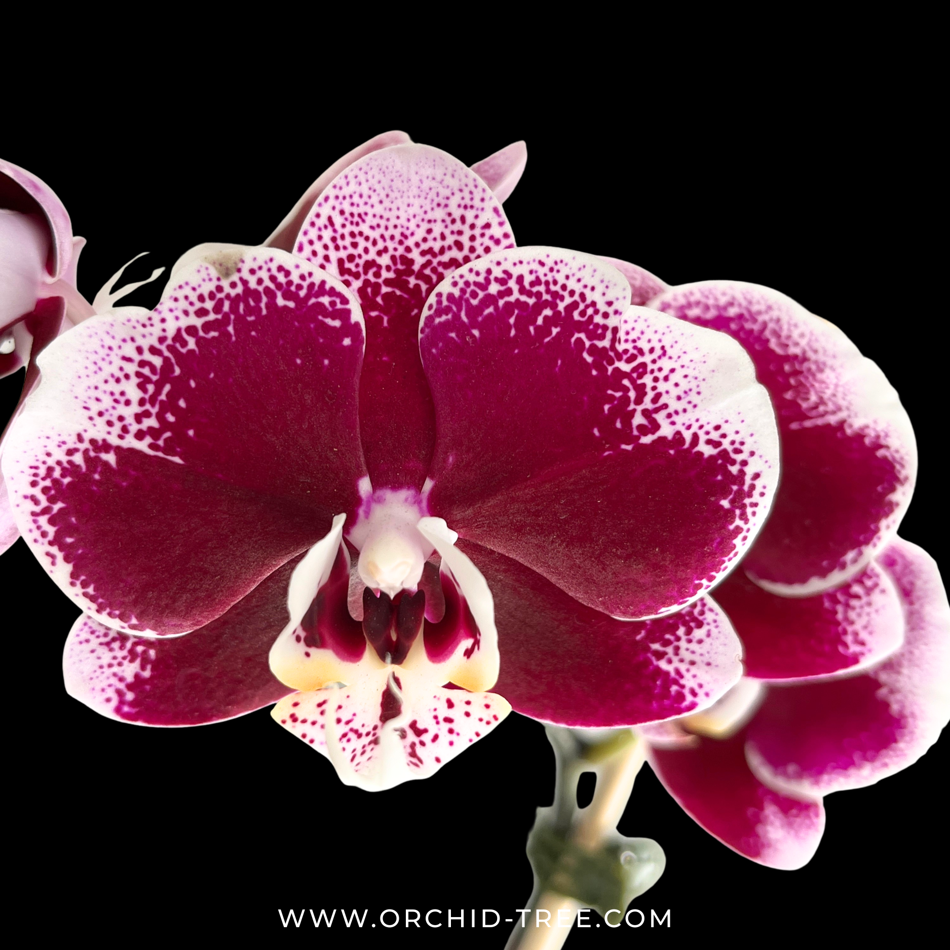 Phalaenopsis Rayoung splash Orchid Plant - FF - Buy Orchids Plants Online by Orchid-Tree.com