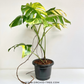 Monstera Thai Constellation