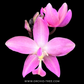 Spathoglottis Pink - FF - Buy Orchids Plants Online by Orchid-Tree.com