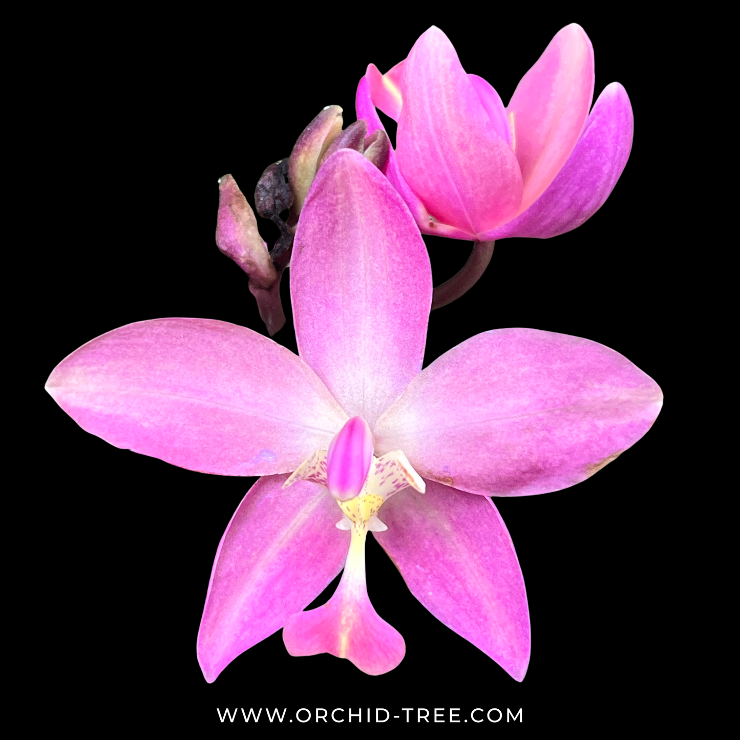 Spathoglottis Pink - FF - Buy Orchids Plants Online by Orchid-Tree.com