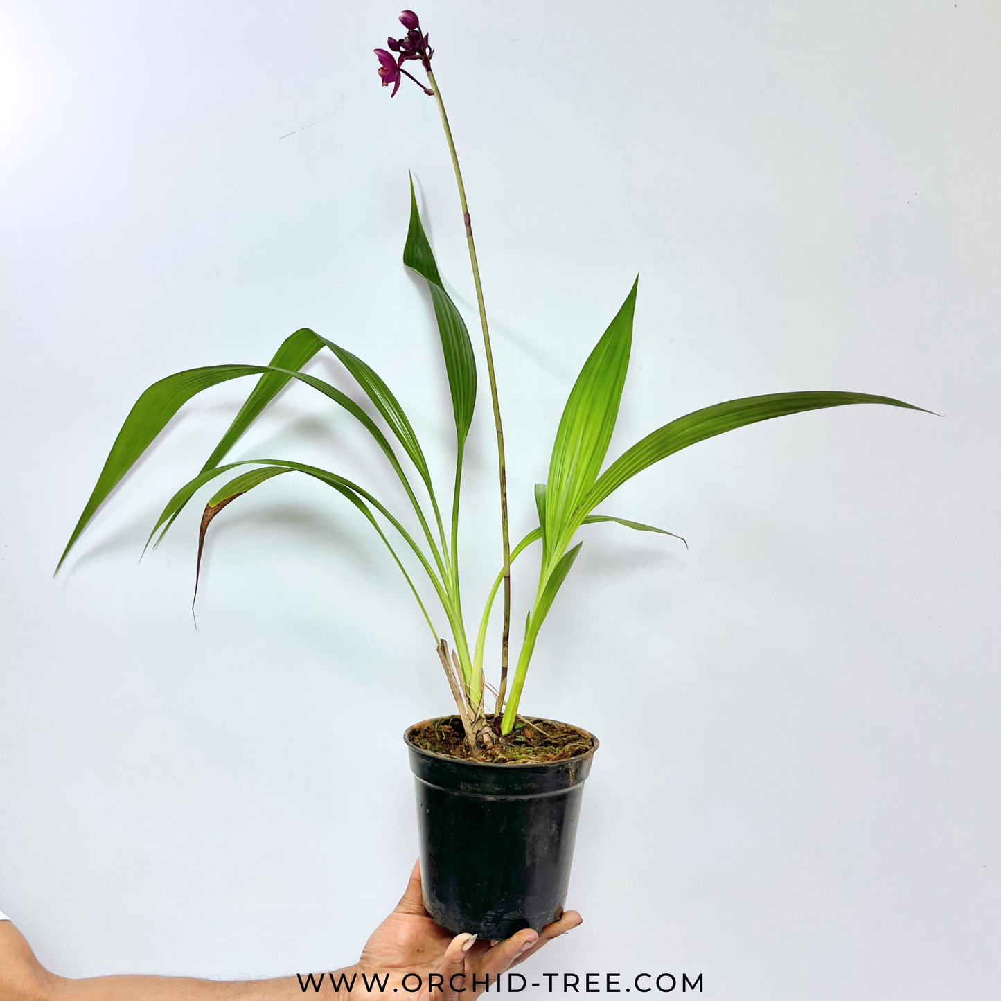 Spathoglottis Fancy Orchid Plant - FF - Buy Orchids Plants Online by Orchid-Tree.com