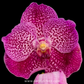 Vanda Dino Dream Orchid Plant - BS - Buy Orchids Plants Online by Orchid-Tree.com
