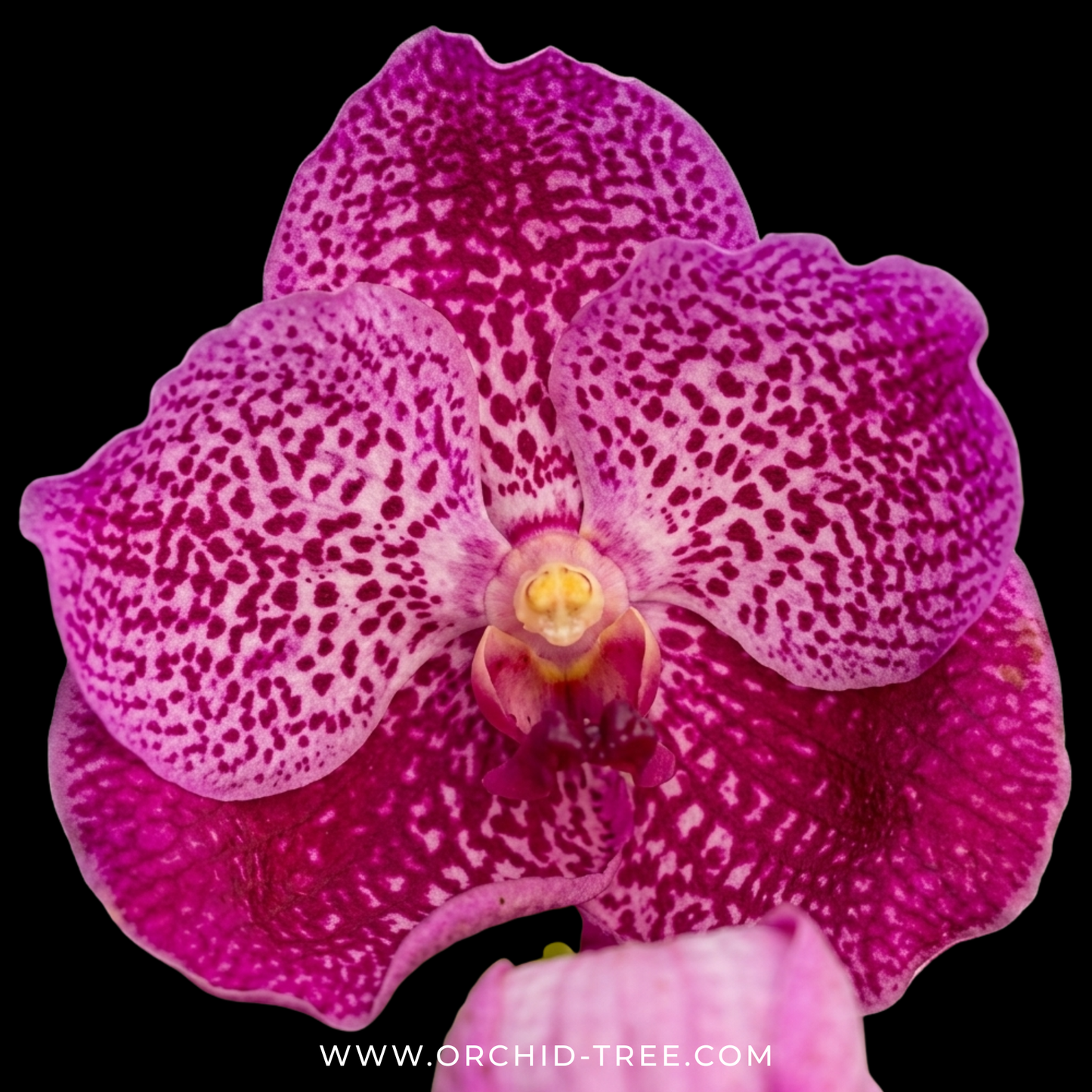 Vanda Dino Dream Orchid Plant - BS - Buy Orchids Plants Online by Orchid-Tree.com