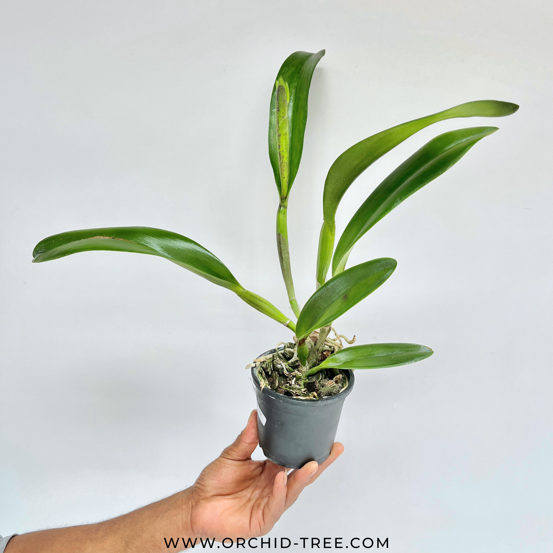 Cattleya Shang Ding Beauty Orchid Plant - FF - Buy Orchids Plants Online by Orchid-Tree.com