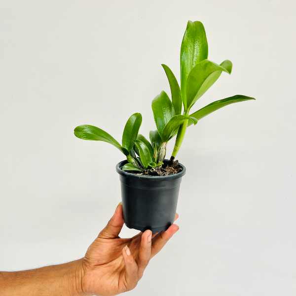 Cattleya Netrasiri Star Bright Var. Malay Orchid Plant - BS - Buy Orchids Plants Online by Orchid-Tree.com