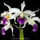Cattleya (L.) purpurata fam. schusteriana 'Chief' Orchid Plant - SS - Buy Orchids Plants Online by Orchid-Tree.com