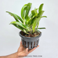 Cattleya Star of Siam Orchid Plant - BS (Large Plant)
