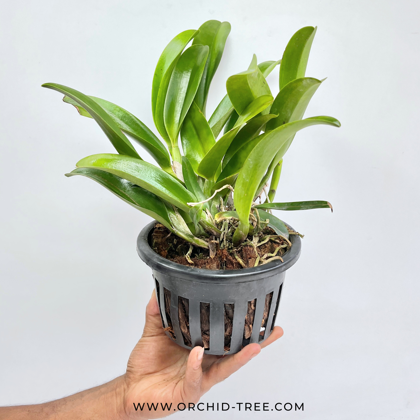 Cattleya Star of Siam Orchid Plant - BS (Large Plant)