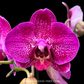 Phalaenopsis Pink Princess Orchid Plant - FF