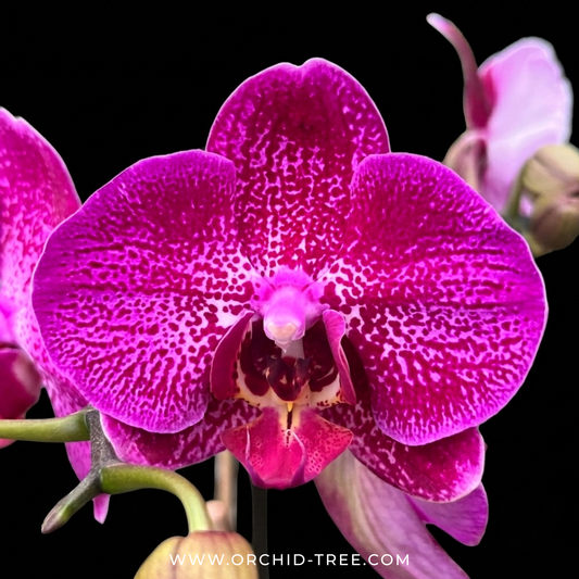 Phalaenopsis Pink Princess Orchid Plant - FF