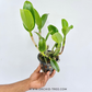 Cattleya Mister Jousiffe #2 Orchid Plant - BS