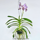 Vanda Rothschildiana Orchid Plant - BS - Buy Orchids Plants Online by Orchid-Tree.com