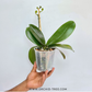 Phalaenopsis Fuller's Gold Princess Orchid Plant - FF