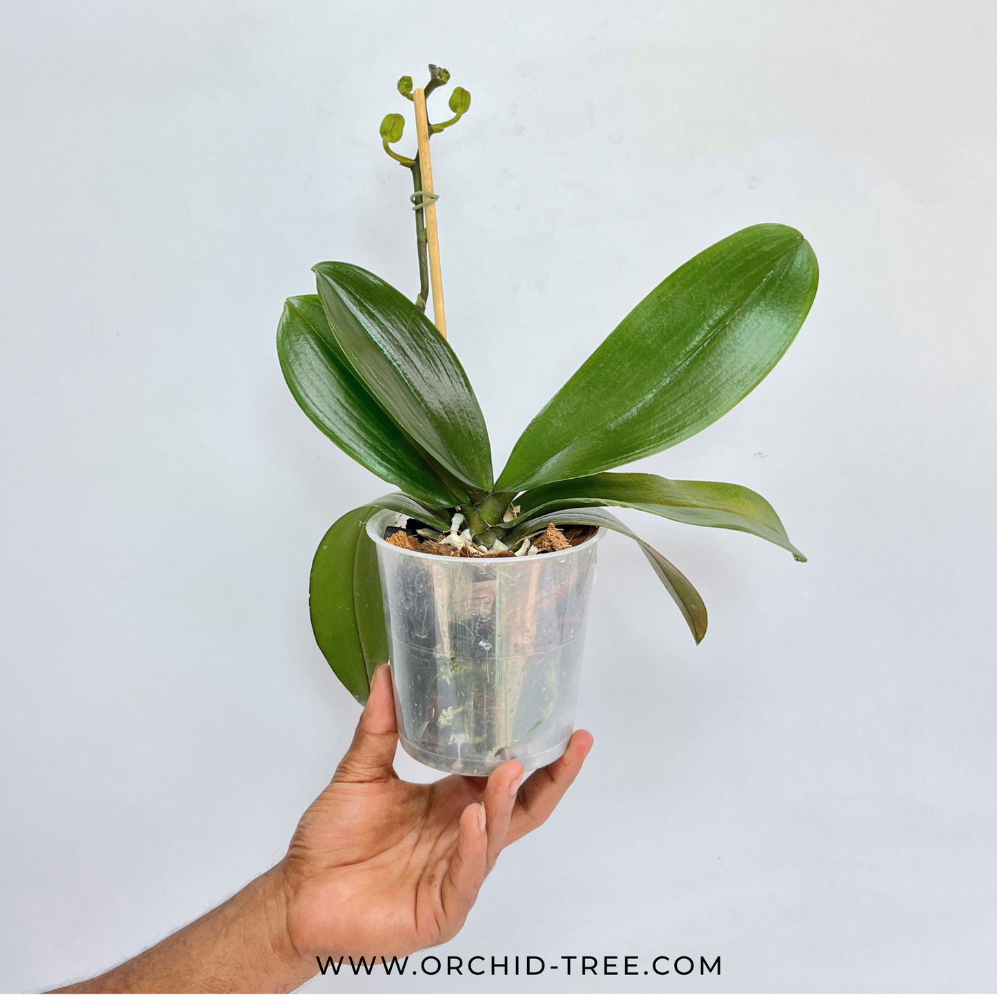 Phalaenopsis Fuller's Gold Princess Orchid Plant - FF