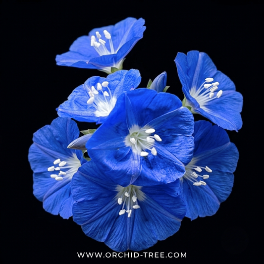 Blue Cluster Vine With Trellis