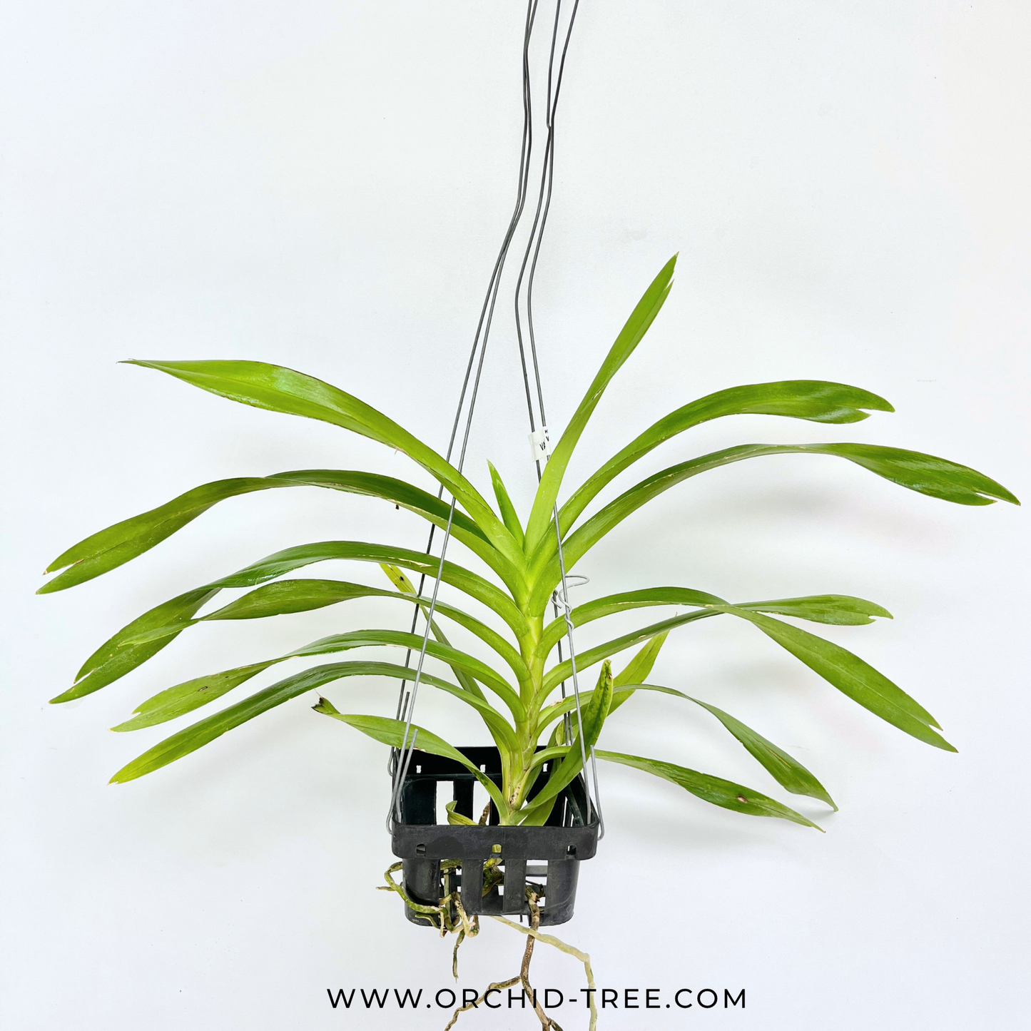 Vanda denisoniana sp. Orchid Plant- BS