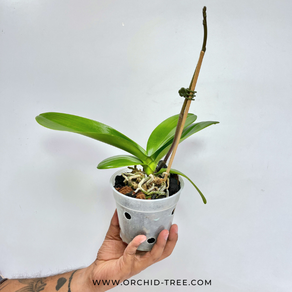 Phalaenopsis Shu Long Sweety Orchid Plant - FF