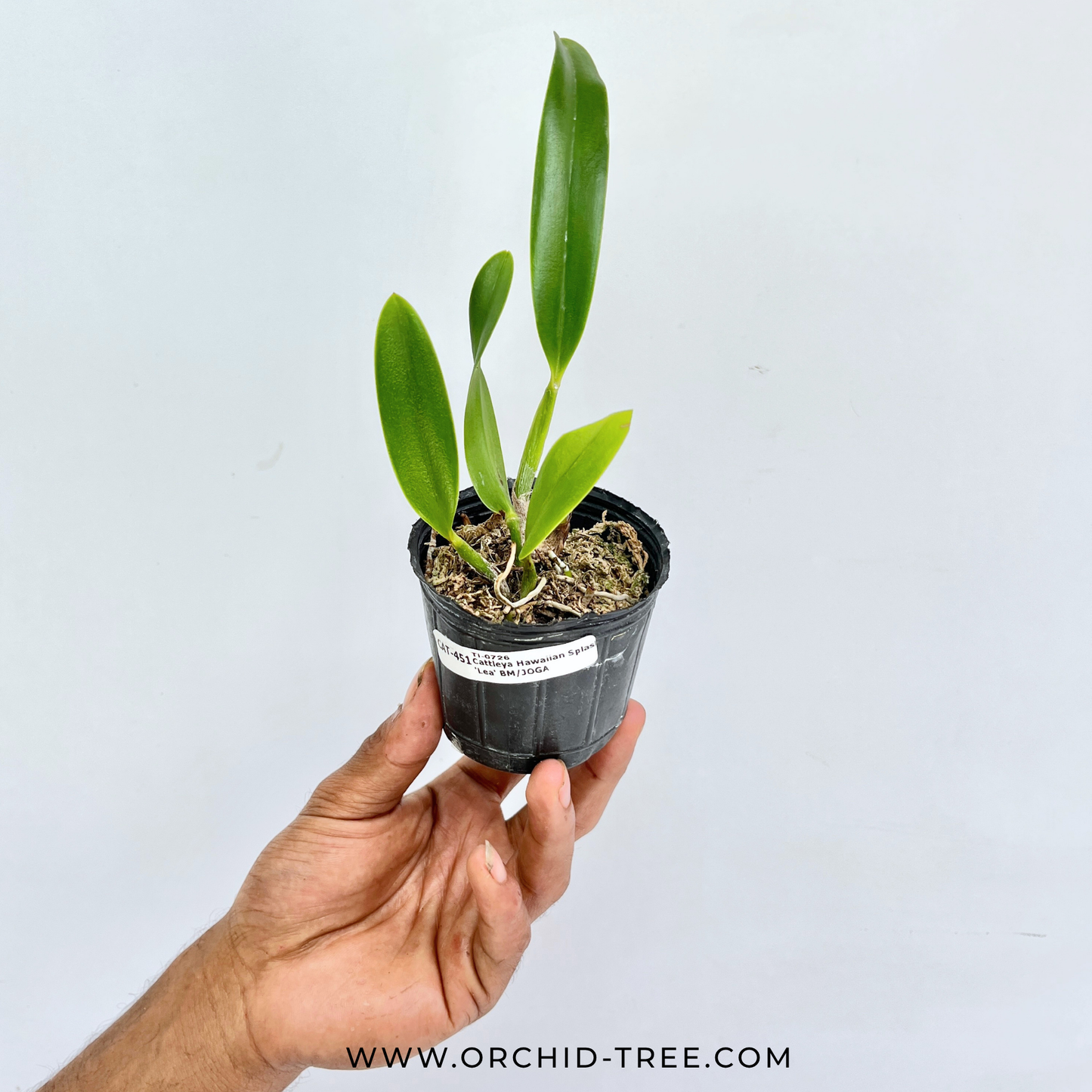 Cattleya Hawaiian Splash 'Lea' BM/JOGA Orchid Plant - NBS