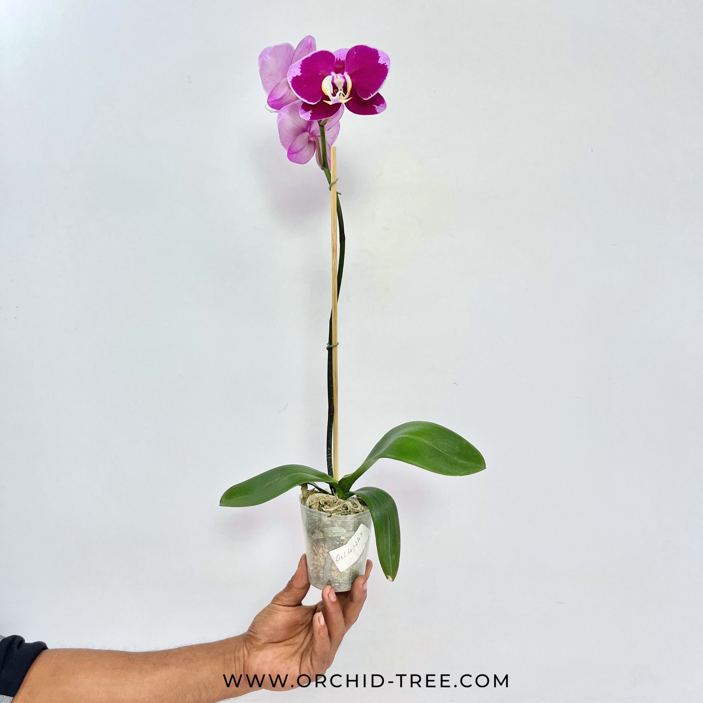 Phalaenopsis OX Spot Queen Orchid Plant - FF (Open Flowers)