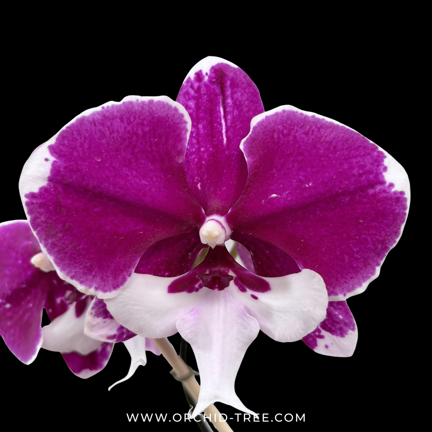 Phalaenopsis Younghome Santa Orchid Plant - FF (Open Flowers)