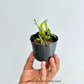 Epidendrum polybulbon Orchid Plant - MS