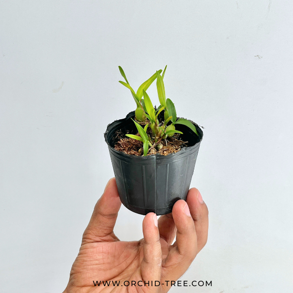 Epidendrum polybulbon Orchid Plant - MS