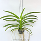 Vanda Corneels Cilliers Orchid Plant - BS
