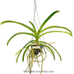 Rhynchostylis Retusa Red Orchid Plant - BS