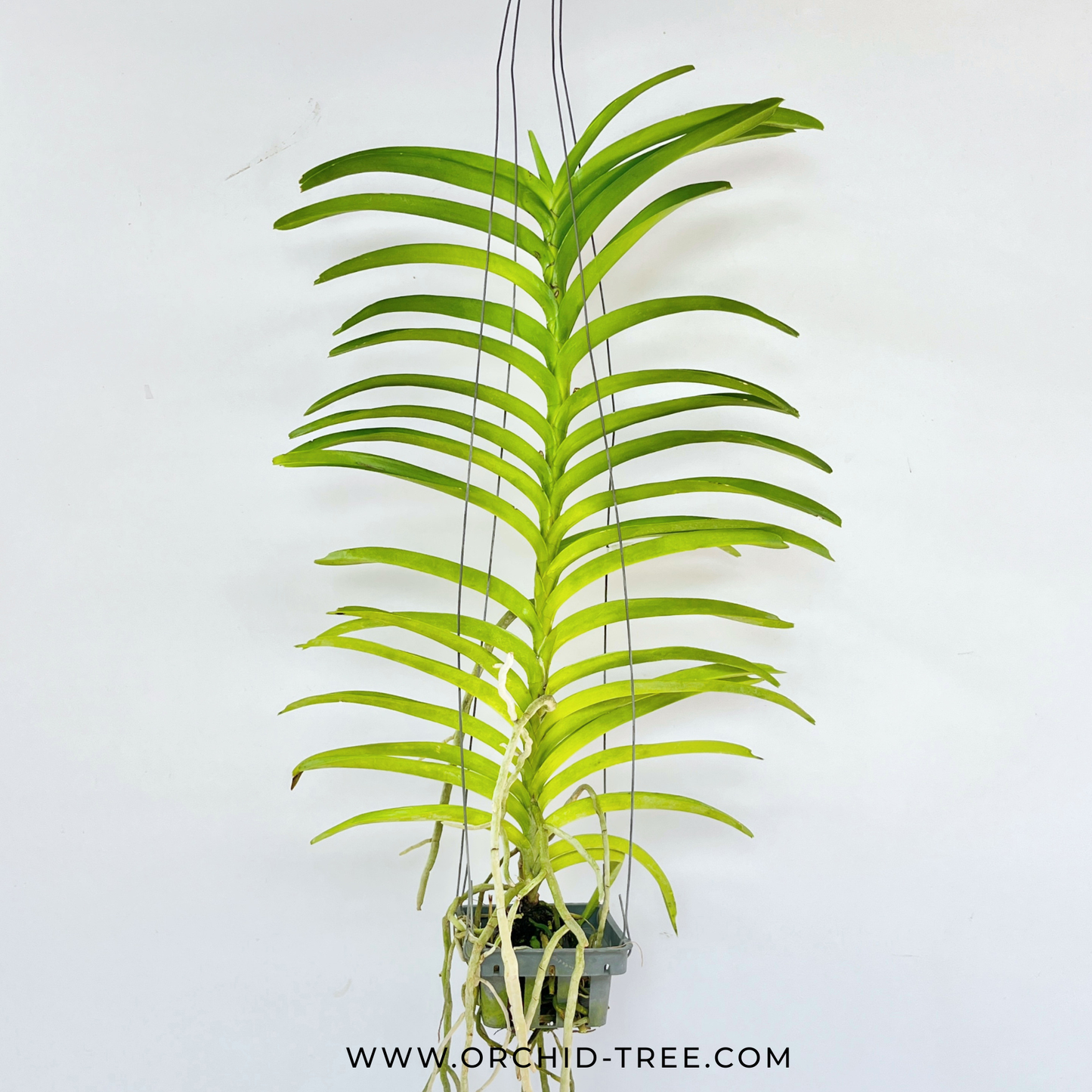 Vanda tessellata var. semi alba sp. - BS