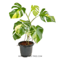 Monstera Thai Constellation