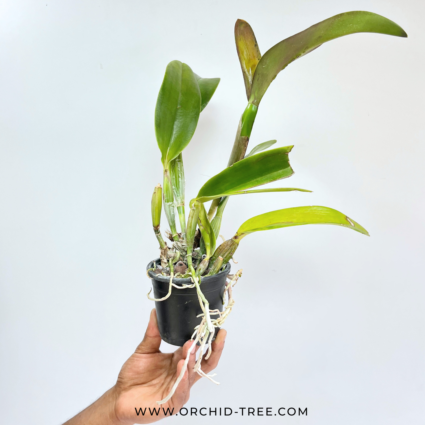 Cattleya (Rlc.) Subprasert Red Orchid Plant - FF