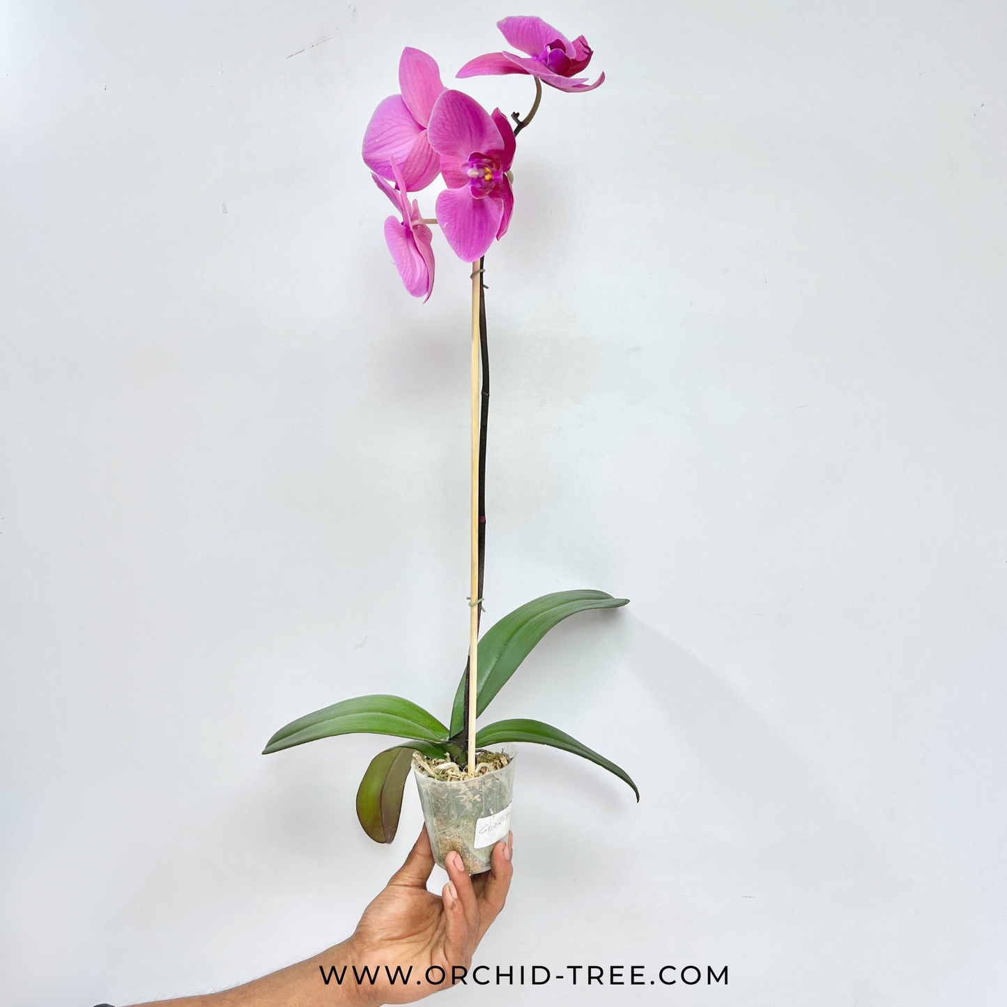Phalaenopsis Peach Creme - FF(Open Flowers)