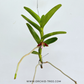 Trichoglottis philippinensis sp. Orchid Plant - FF