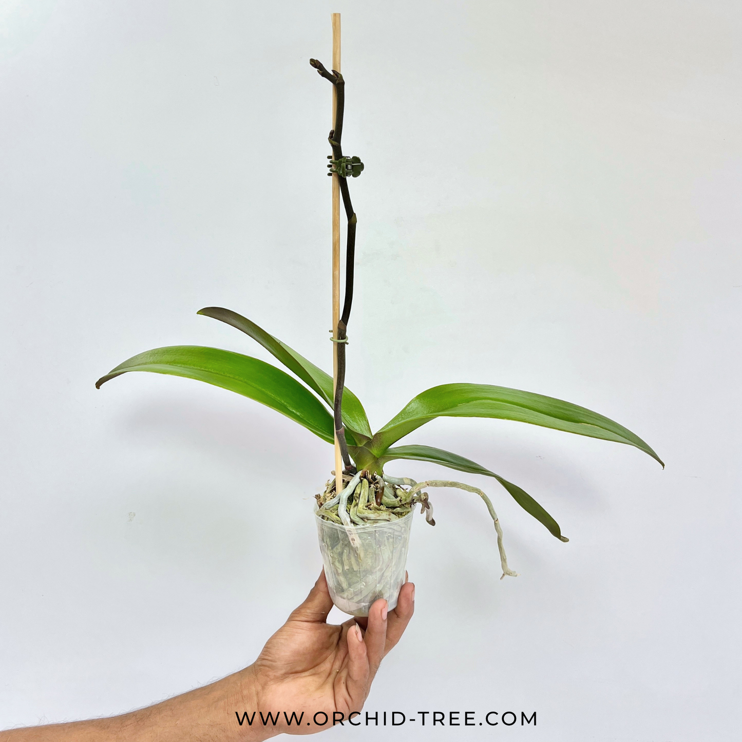 Phalaenopsis Charming Crystal Ball Orchid Plant - FF