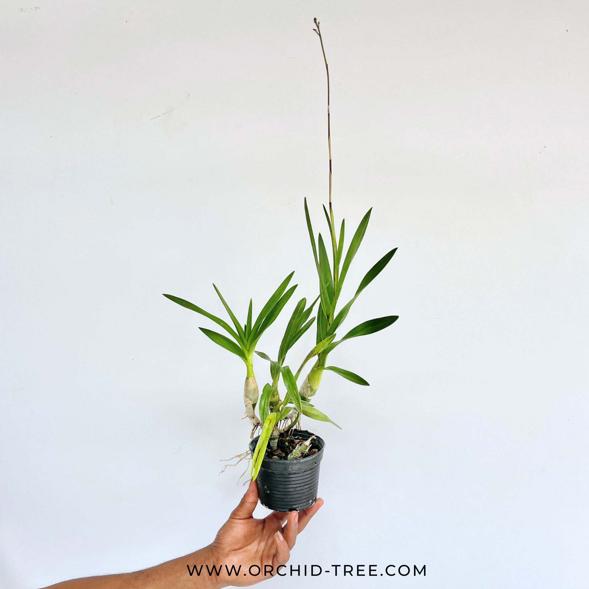 Pseudolaelia vellozicola sp. - FF - Buy Orchids Plants Online by Orchid-Tree.com
