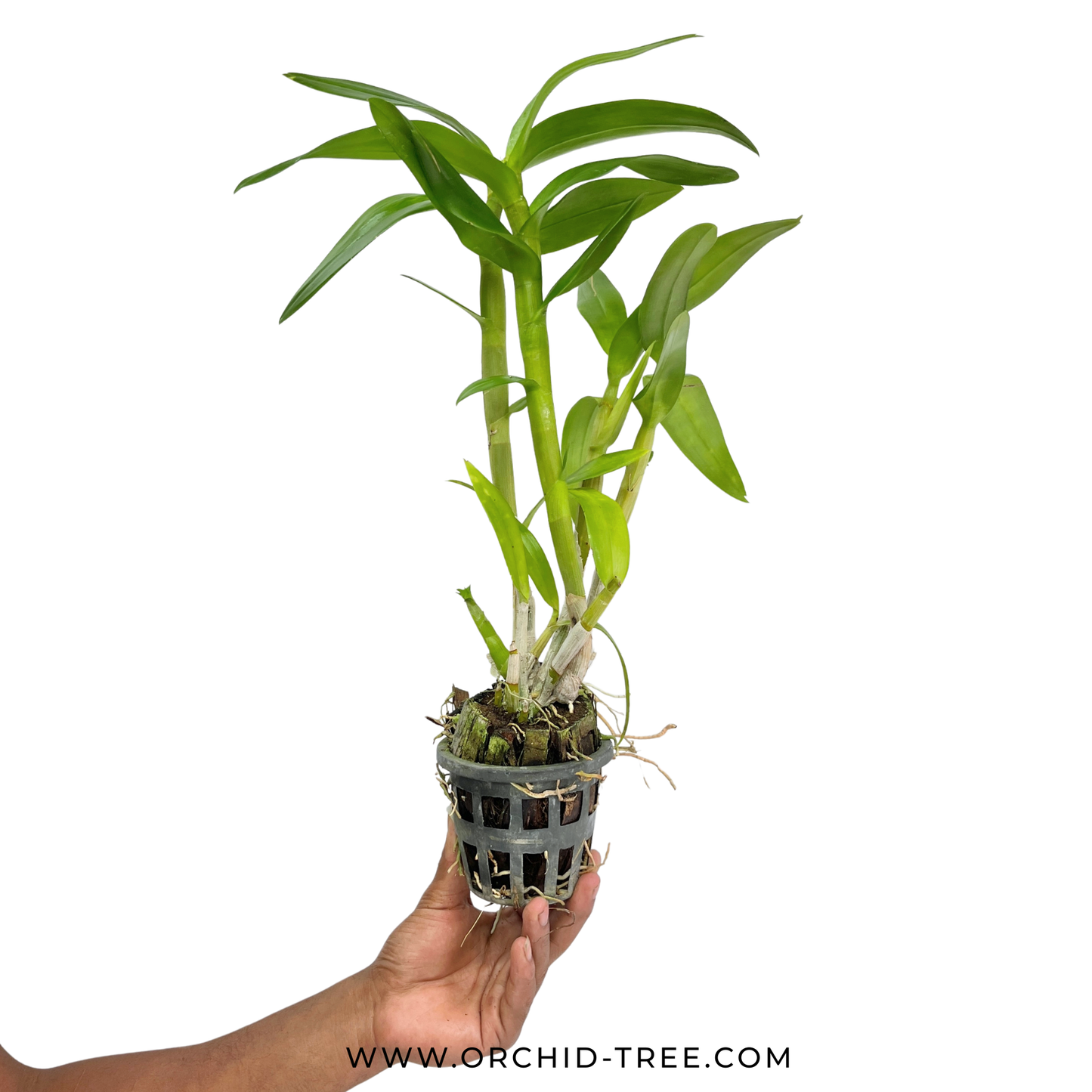 Dendrobium Sonia Erika Orchid Plant - BS