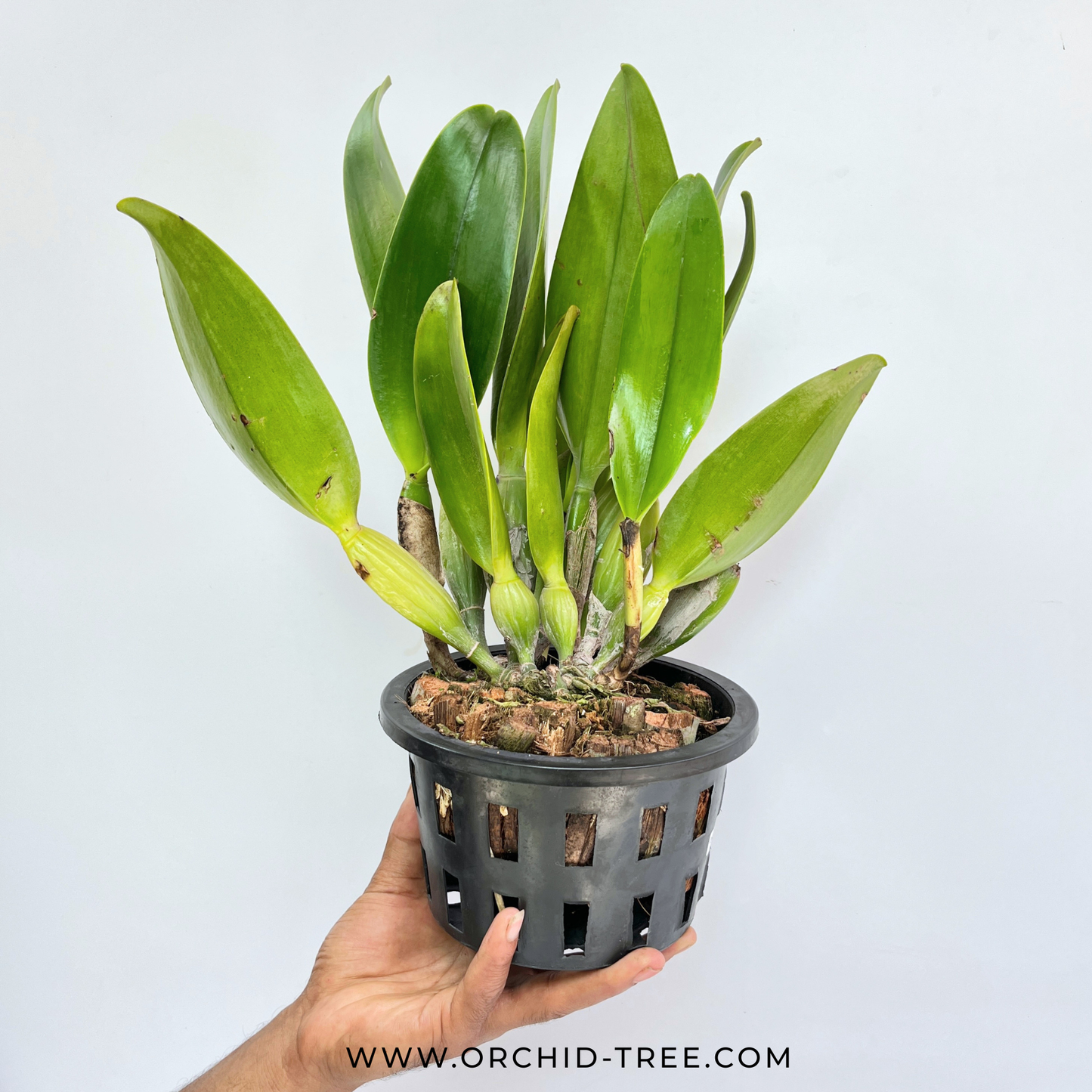 Cattleya (Rlc.) Ann Joy No.2 Orchid Plant - BS (Large Plant)