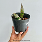 Monierara Millenium Magic 'Witchcraft' Orchid Plant - BS