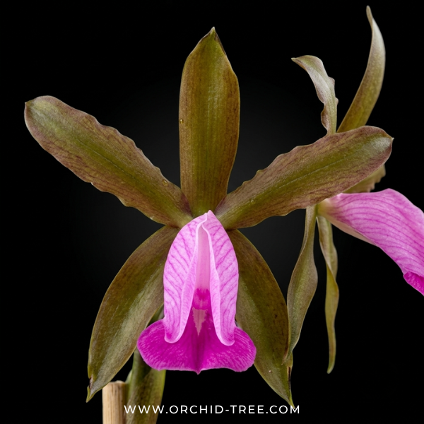 Cattleya dormaniana sp. Orchid Plant - SS