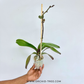 Phalenopsis Shu Long Black Jacky Orchid Plant - FF