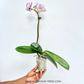 Phalaenopsis Tying Shin Challenger Orchid Plant - FF