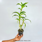 Dendrobium Pink Wave Orchid Plant - BS