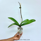 Phalaenopsis Beauty Butterfly Orchid Plant - FF