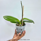 Phalaenopsis Lianher Super Red Orchid Plant - FF