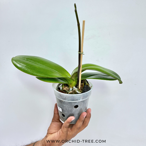Phalaenopsis Lianher Super Red Orchid Plant - FF