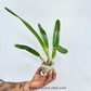 Cattleya (L.) purpurata var. striata × sib Orchid Plant - BS